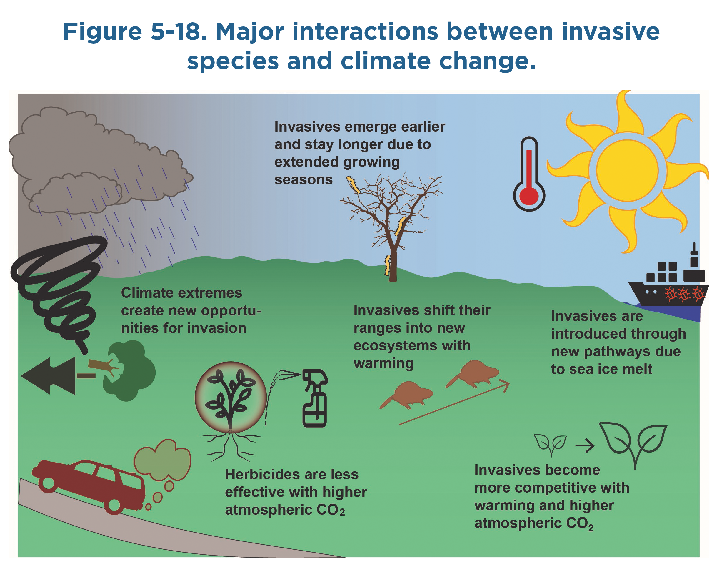 A diagram illustrating 6 interactions between invasive species and climate change. The interactions are as follows: A tornado, storm cloud, and fallen tree with the text 'Climate extremes create new opportunities for invasion', a car with exhaust and a plant being sprayed with a bottle with the text 'Herbicides are less effective with higher atmospheric CO2', a small leaf with an arrow to a larger leaf with the text 'Invasives become more competitive with warming and higher atmospheric CO2', a cruise ship, a sun, and a thermometer with the text 'Invasives are introduced through new pathways due to sea ice melt', two beavers with an arrow along their path with the text 'Invasives shift their ranges into new ecosystems with warming', and a baren tree with pests climbing on it with the text 'Invasives emerge earlier and stay longer due to extended growing seasons.'